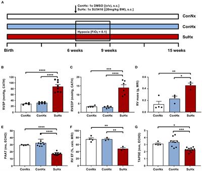 Pulmonary Arterial Hypertension and Consecutive Right Heart Failure Lead to Liver Fibrosis